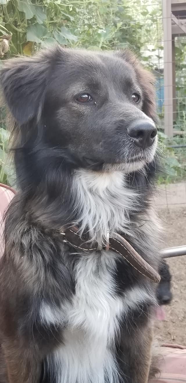 Chesovy, a Husky-Border Collie mix service dog, sitting calmly