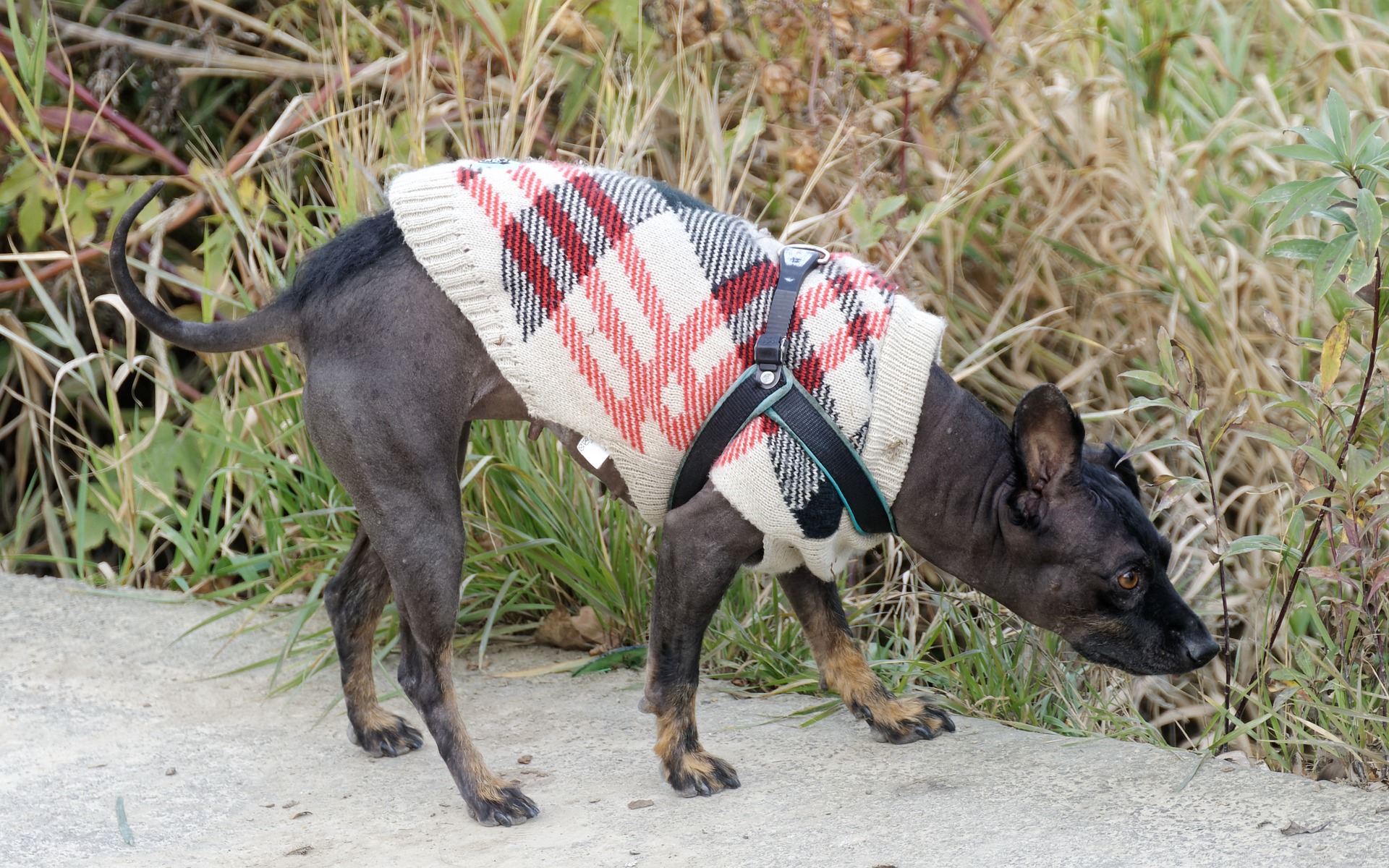 Dog on a leash outdoors during snake avoidance training