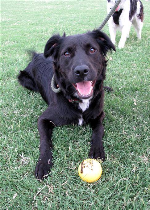 Dog demonstrating scent detection skills